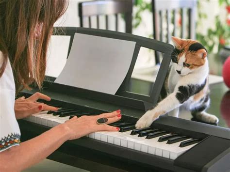 What Kind of Music Do Cats Like: A Deeper Exploration into the Feline World of Sound