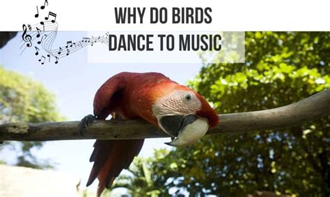 Why Do Birds Dance? And the Enchantment of Avian Melodies